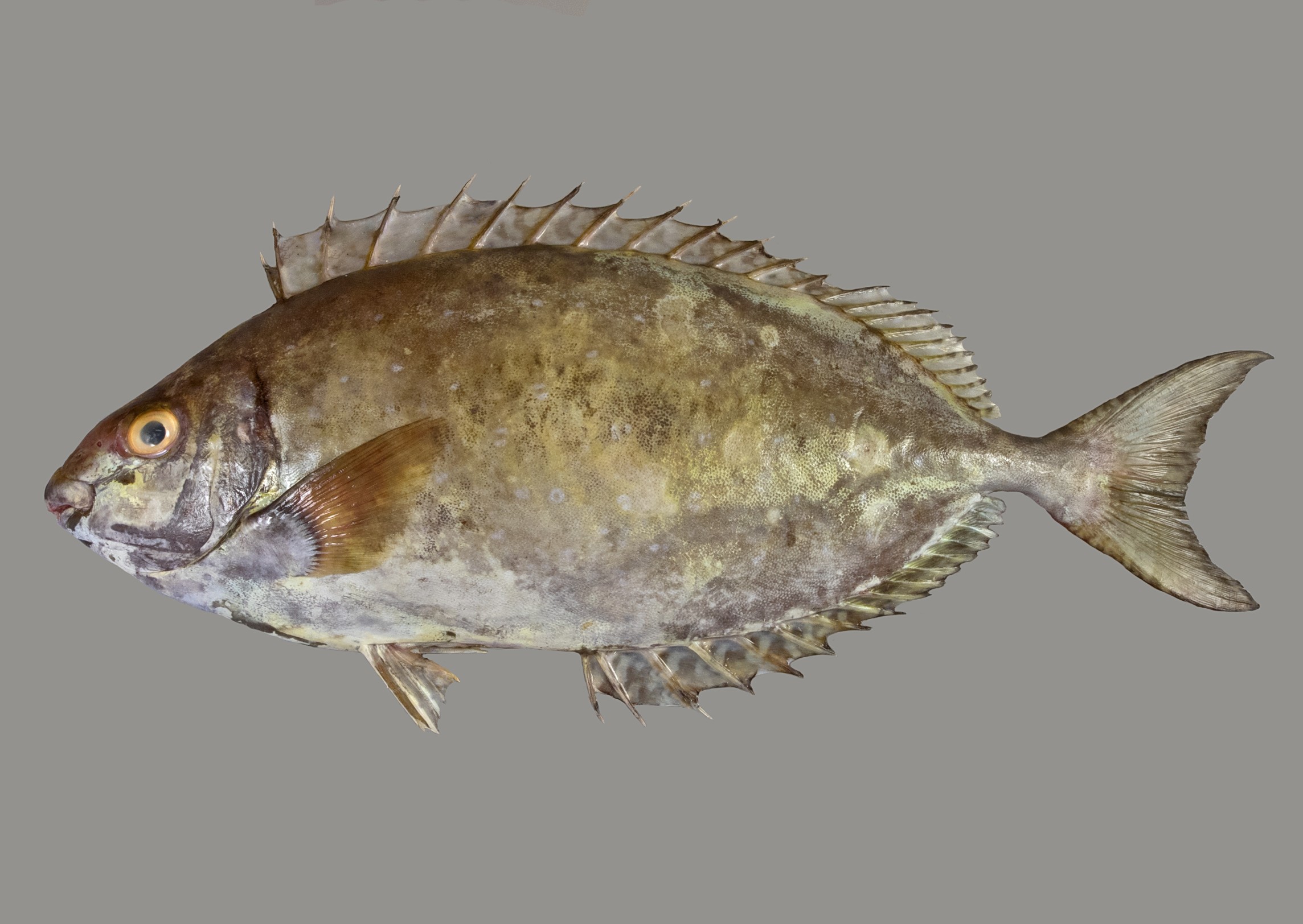 Siganus sutor, 33 cm SL, Socotra: Hadibo; S.V. Bogorodsky & U. Zajonz